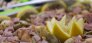 044_Tossa_HQ